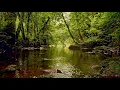 Download Lagu FOREST STREAM SOUNDS, GENTLE BIRD SONG, RELAXING NATURE SOUNDS, COLLABORATION WITH@GoodMorningBirds