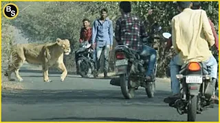 Download 20 Terrifying Moments of Wild Animals Roaming The Streets MP3