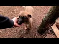 MY German Shepherd and Belgian Malinois mix for the HOMESTEAD Guard dog