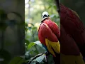 Download Lagu Amazing Bird Robots: The Future of Robotics and Wildlife Interaction | AI-Powered Bird Drones