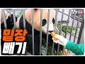 Download Lagu [오와둥둥] ep.38 후이 코는 이모 손보다 느리다...! 후락후락한 꼬마판다와 타짜 이모의 코믹한 간식타임🍞│ Panda World