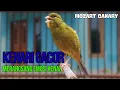 Download Lagu Masteran Kenari PAUD Cuit CUIT Super BUNYI, Dijamin Gacor! untuk PANCINGAN \u0026 MASTERAN Kenari PAUD