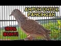SUARA PERKUTUT BANGKOK GACOR PALING AMPUH UNTUK PANCINGAN BIKIN PERKUTUT BANGKOK LAWAN NYAUT