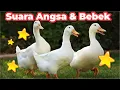 Download Lagu SUARA ANGSA DAN BEBEK ASLI SUARA SOANG DAN BEBEK DUCK SOUND GOOSE SOUND SUARA ANGSA GALAK GUYS