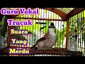 Guru Vokal Trucuk Bersuara Merdu Ahlinya Buat Trucuk Lain Bongkar Isian