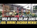 Download Lagu VIRAL‼️ KIOS DALAM GANG MELATI BF JUAL BURUNG GACORAN MEWAH DI JAKARTA SELATAN