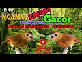 Download Lagu Bikin Cepat GACOR Burung Bakalan [| Masteran Jongkangn atau Cingcoang Jantan langsung Ngamuk \u0026 Gacor
