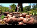 Download Lagu Dit moet je zien voordat je aardappelen gaat rooien
