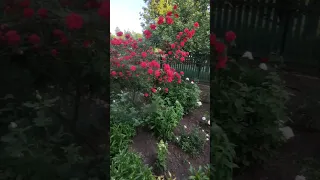 Мої чарівні троянди Розквіт краси у саду Shorts роза троянди україни квіти 