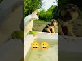 Download Lagu vidiyo pura deke na game to like na karo dog vs केट 😀😘