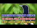 Lagu MASTERAN SULTAN || TEMBAKANNYA DAHSYAT || c,cungkok vs kenari vs cililin vs kapas tembak no jeda