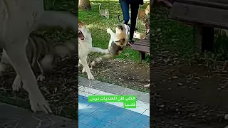 عندما تهاجم القطط الكلب شاهد 