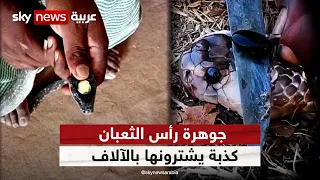 جوهرة رأس الثعبان كذبة يشترونها بالآلاف وثائقيات خاصة 