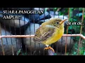 Download Lagu AMPUH!! SUARA ANAKAN KORLAP KOLIBRI KELAPA / WICEH / MANGGARAN / SOGON SOGOK ONTONG