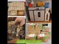 WE SHIP Game Fowl Chicks