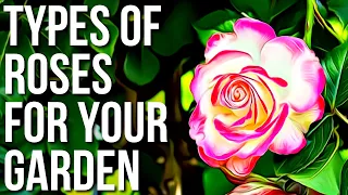 Types Of Roses For Your Garden Different Types Of Roses For Rose Lovers