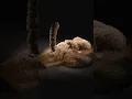 Wet Sand Simulation Blender Nexus