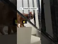 Download Lagu 🔊SOUND ON‼️POV : ketika abang kurir antar paket kamu #catvideo #shorts #cat #kucingindonesia