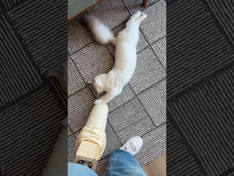 The BEST THING we got our cat?!