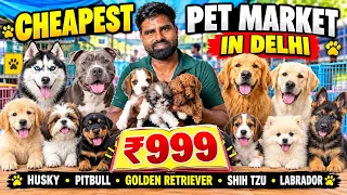 Cheapest Dogs Market In Delhi NCR 🐶 | Husky, Pitbull,Retriever, Shitzu, Labrador | Dogs in 499₹