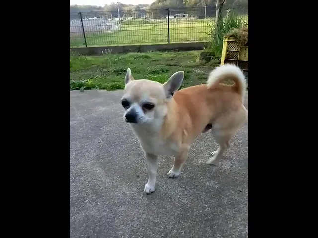 動画
