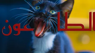 القطط و السحر الاسود ف العصور الوسطى و القضاء على البشرية 