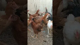 امتى تبيض الفراخ البلدى 