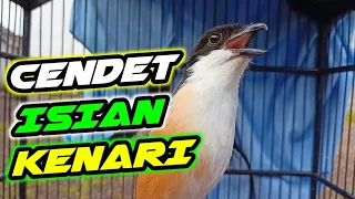 cendet isian kenari murai batu cendet gacor full isian kenari