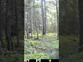 Download Lagu Black Bear Hits Trail Camera #bear #nature #outdoors #attack #subscribe #blackbear #wildlife #shorts