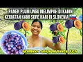Download Lagu Volle paarse pruimenoogst achter de hut || leven vanmiddag in Slovenië 🇸🇮