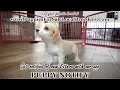 CAVATESE PUPPIES FOR SALE GEORGIA LOCAL BREEDERS GWINNETT COUNTY GA