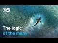 From bees to robots The new power of swarm intelligence DW Documentary