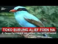 Download Lagu Suara Pikat MP3 Burung Ekek Keling Paling Mantab Untuk Mikat