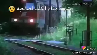 الكلب اوفي من البني ادمين 