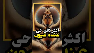اكثر كائن حي عنده عيون 