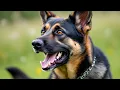 Download Lagu Dog Sound | Kutte Ki Bhokne Ki Awaaz | Dog Barking To Make Your Dog Bark