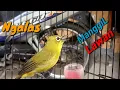 Download Lagu Pancingan Pleci Ngalas Manggil Pleci Lain
