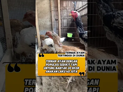TERNAK AYAM 20 EKOR