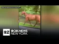 Old Westbury Police help catch loose horse along LIE service road