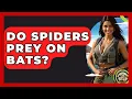 Do Spiders Prey On Bats? - The Wild Life Explorer