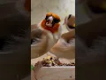 Download Lagu Goldfinch | Carduelis | Birds #burung #finch #goldfinches #carduelis
