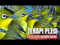 Terapi Pleci Ribut Paling Ampuh Agar Pleci Buka Paruh | Terapi Pleci Koloni Terbaru