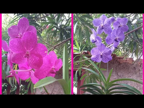 ADUBO PARA FAZER SUA ORQUÍDEA FLORIR