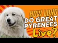 How Long Do Great Pyrenees Live Lifespan Health Tips