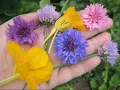 Pete Seeger: Where Have All the Flowers Gone?