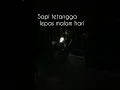 Download Lagu cukurukuk kiu kiu #sapi #sapijumbo