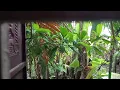 Download Lagu I made a video of the garden outside through my room window. How did you like the vlog?