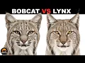 What Is The Difference Between Bobcats And Lynxes