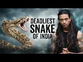 Lagu WHO’S INDIA’S EPISODE 2 DEADLIEST VIPER!! REASON BEHIND MOST SNAKE BITE!!! #series
