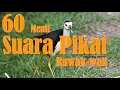 Lagu 60 Menit Suara Pikat Ruwak-wak | Burak-burak | Truwok | Bay Chim Quoc